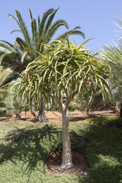 Seme cveća: Aloe barberae - 5 semenki