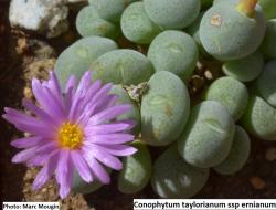 Seme cveća: Conophytum taylorianum ssp ernianum- 10 semenki