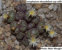 Kaktusi: Conophytum obcordellum ssp rolfii - 10 semenki