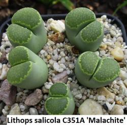 Seme cveća: Lithops salicola /C351A Malachite/ - 20 semenki