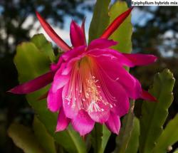 Seme cveća: Epiphyllum hybrids mix - 10 semenki