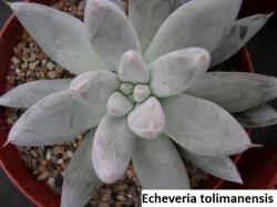 Seme cveća: Echeveria haagai /tolimanensis/ - 20 semenki