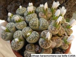 Seme cveća: Lithops karasmontana ssp bella - 20 semenki