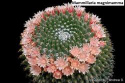 Seme cveća: Mammillaria magnimamma - 10 semenki