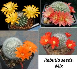 Kaktusi: Rebutia mix - 20 semenki