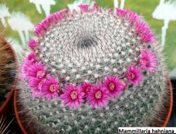 Seme cveća: Mammillaria hahniana - 10 semenki