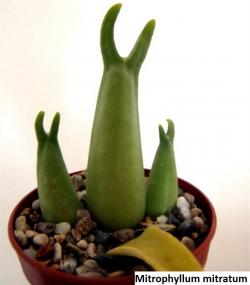 Seme cveća: Mitrophyllum mitratum - 20 semenki