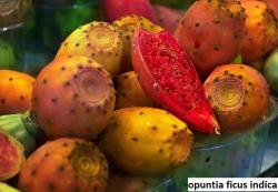 Seme cveća: Opuntia ficus indica - 10 semenki
