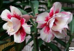 Seme cveća: Adenium obesum /K04/ - 5 semenki