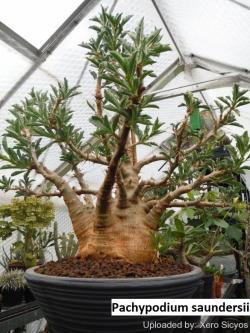 Seme cveća: Pachypodium lealii subs saundersii - 5 semenki