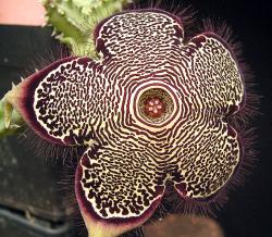 Kaktusi: Edithcolea grandis - 5 semenki