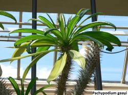 Seme cveća: Pachypodium geayi - 5 semenki