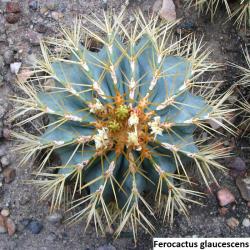Kaktusi: Ferocactus glaucescens - 10 semenki