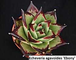 Seme cveća: Echeveria agavoides Ebony - 20 semenki