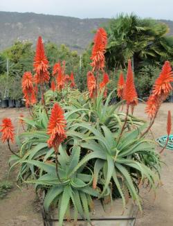 Kaktusi: Aloe arborescens - 10 semenki
