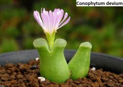 Kaktusi: Conophytum devium - 10 semenki
