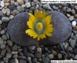 Seme cveća: Lithops hookeri v marginata - 20 semenki