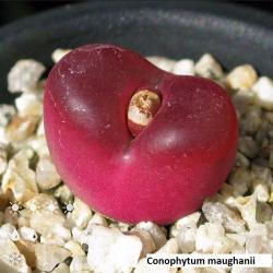 Kaktusi: Conophytum maughanii - 10 semenki