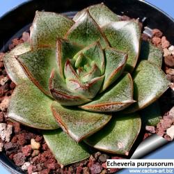 Seme cveća: Echeveria purpusorum - 20 semenki