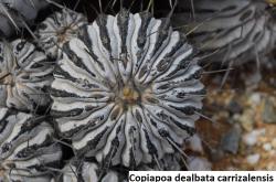 Kaktusi: Copiapoa dealbata v carrizalensis - 10 semenki