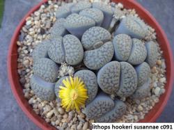 Seme cveća: Lithops hookeri v Susannae C091 - 20 semenki