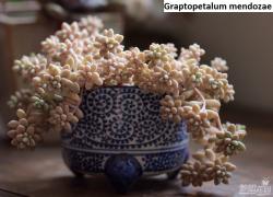 Kaktusi: Graptopetalum mendozae - 20 semenki