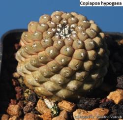Seme cveća: Copiapoa hypogaea - 10 semenki