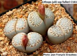 Seme cveća: Lithops julii ssp fulleri /C161/ - 20 semenki