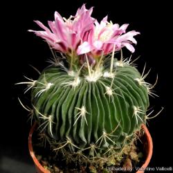 Kaktusi: Echinofossulocactus mix / 20 semenki