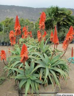 Kaktusi: Aloe mix - 10 semenki