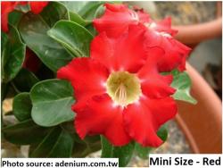 Seme cveća: Adenium obesum /Mini Size - Mix/ - 5 semenki