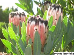 Seme cveća: Protea laurifolia - 5 semenki