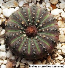 Kaktusi: Frailea asterioides - 10 semenki