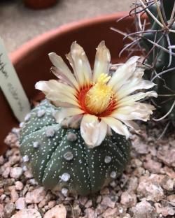Kaktusi: Astrophytum asterias mix - 10 semenki