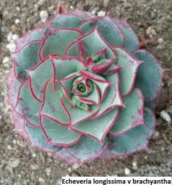 Seme cveća: Echeveria longissima v brachyantha - 20 semenki