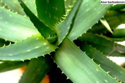 Seme cveća: Aloe barbadensis /Aloe vera/ - 5 semenki