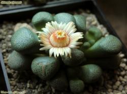 Seme cveća: Aloinopsis schooneesii - 20 semenki