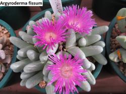 Seme cveća: Argyroderma fissum - 20 semenki