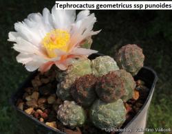 Kaktusi: Tephrocactus geometricus ssp punoides - 5 semenki