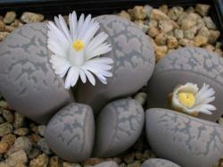 Seme cveća: Lithops marmorata - 20 semenki