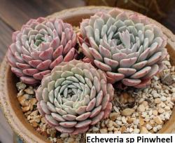 Seme cveća: Echeveria sp Pinwheel - 20 semenki