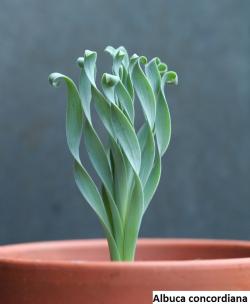 Seme cveća: Albuca concordiana - 5 semenki