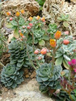 Seme cveća: Echeveria turgida - 20 semenki