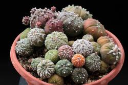 Kaktusi: Astrophytum mix - 20 semenki 