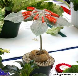 Seme cveća: Sinningia canescens - 20 semenki