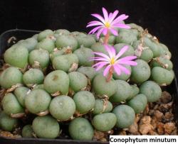 Seme cveća: Conophytum minutum - 20 semenki