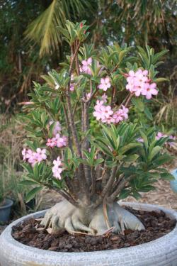 Seme cveća: Adenium arabicum /PNW/ - 5 semenki