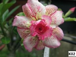 Seme cveća: Adenium obesum /K02/ - 5 semenki