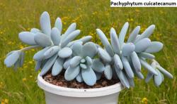 Seme cveća: Pachyphytum cuicatecanum - 20 semenki