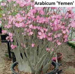 Seme cveća: Adenium arabicum /Yemen/ - 5 semenki